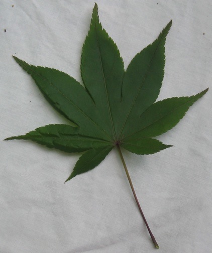 bamboo leaf japanese maple bonsai. japanese maple leaf tattoo