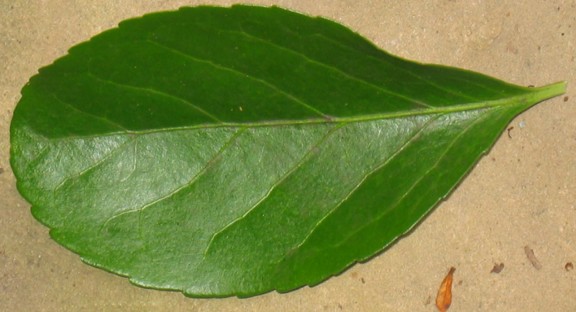 elm tree leaf. pictures of elm tree leaves.